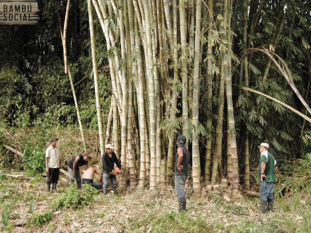 Bambu Social